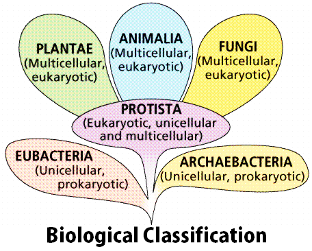 Biological classification