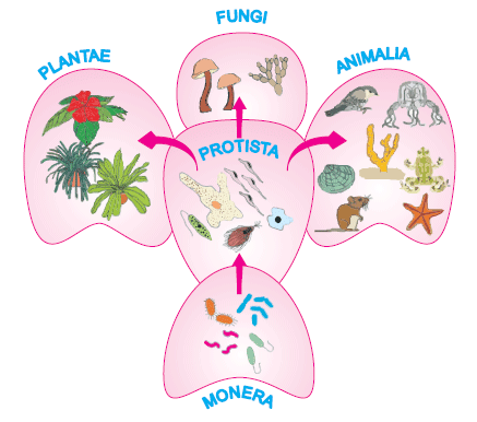 Intermediate first year botany study material the living world